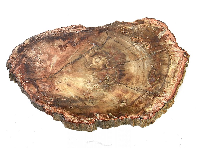 Zkamenělé dřevo plátek (2026g)