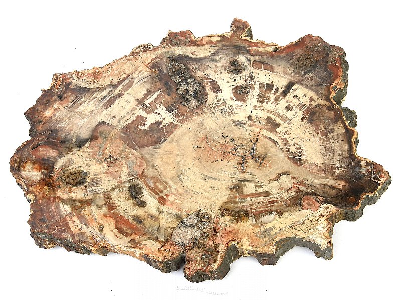 Zkamenělé dřevo plátek 2495g
