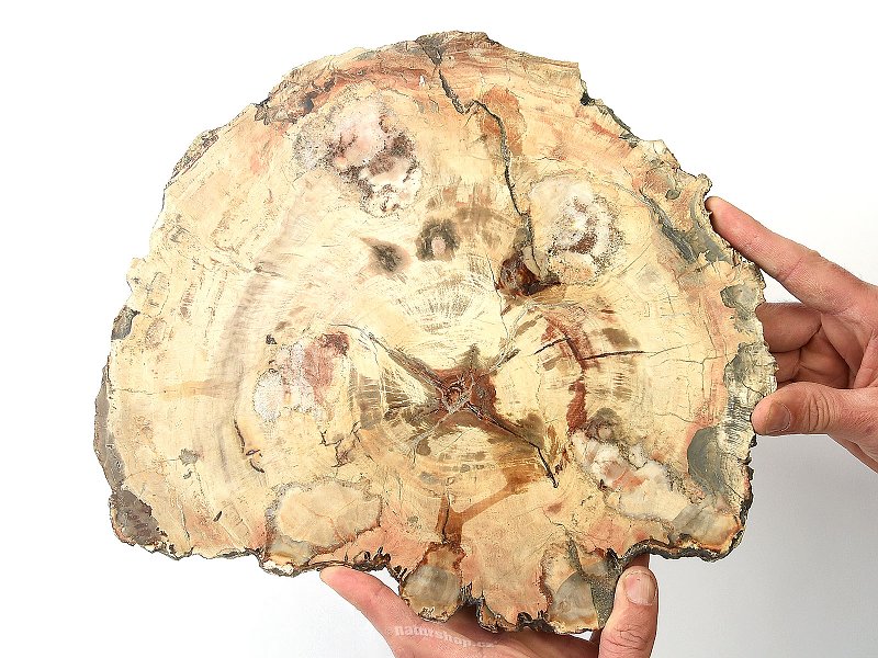 Petrified wood slice 2432g (Madagascar)
