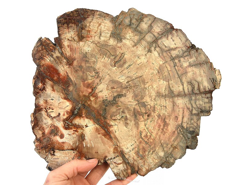 Zkamenělé dřevo plátek (2324g)