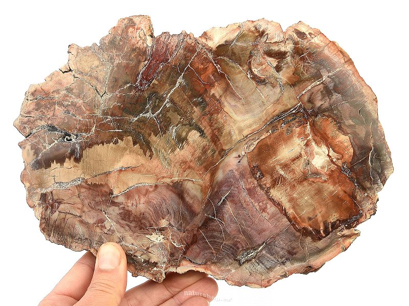 Zkamenělé dřevo plátek 1151g (Madagaskar)