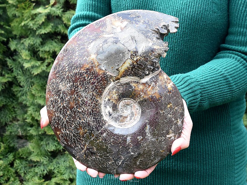 Large ammonite whole from Madagascar 3890g
