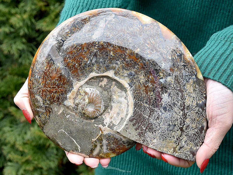 Large ammonite whole from Madagascar 2203g