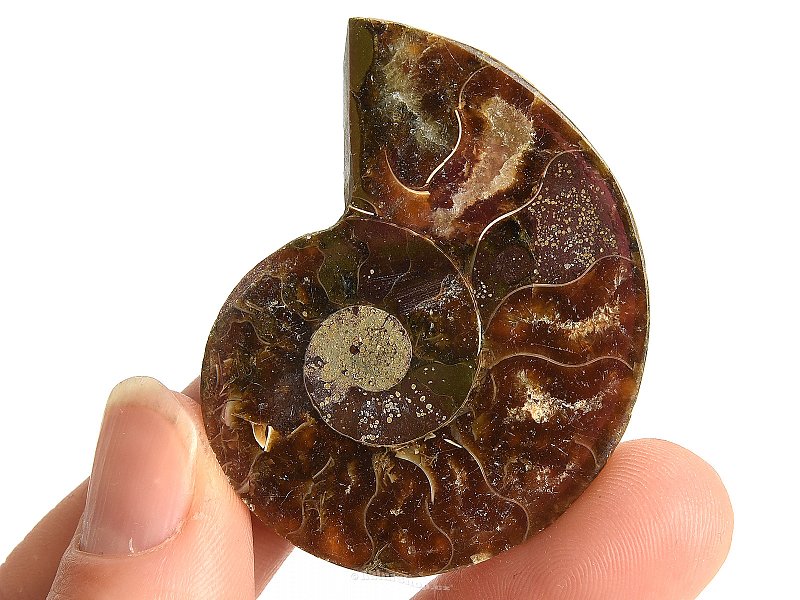 Ammonite collection half 15.4g