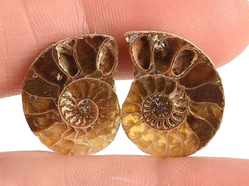 Ammonite selection pair 3.3g
