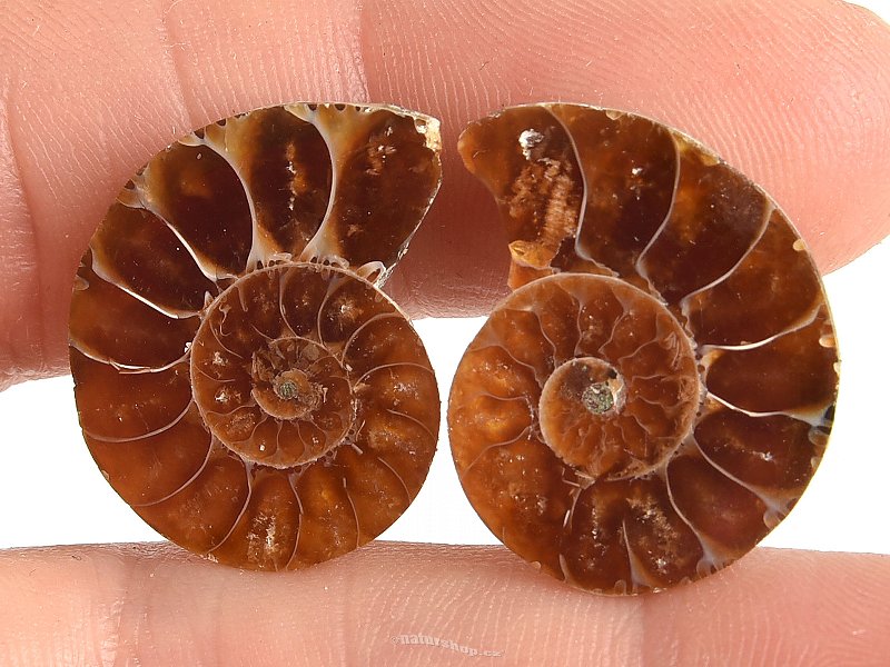 Ammonite selection pair 4.9g