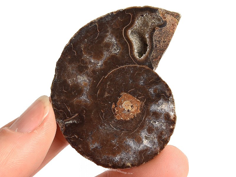 Ammonite one half 15.3g