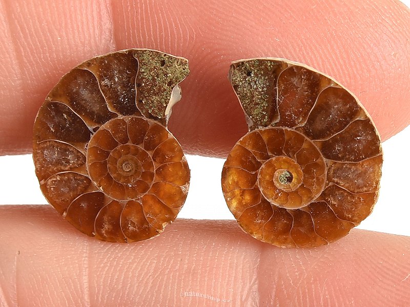 Ammonite selection pair 1.7g