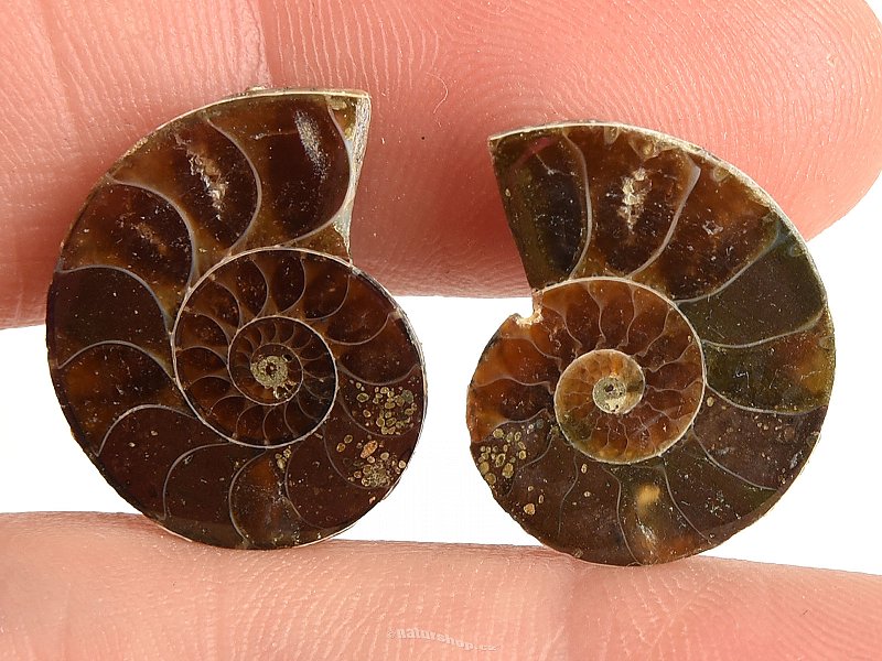 Ammonite selection pair 3.5g