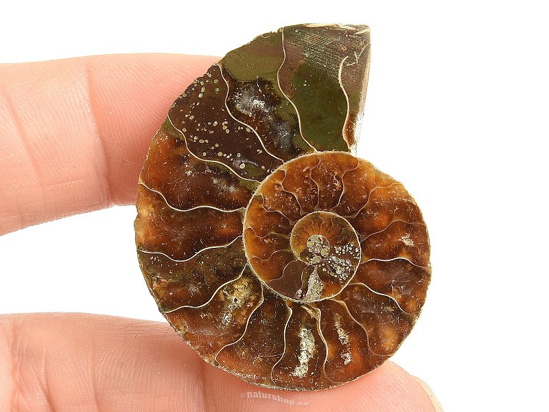 Ammonite for collectors half 8.5g