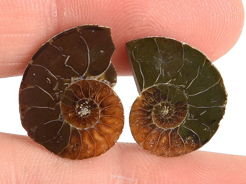 Ammonite selection pair 2g