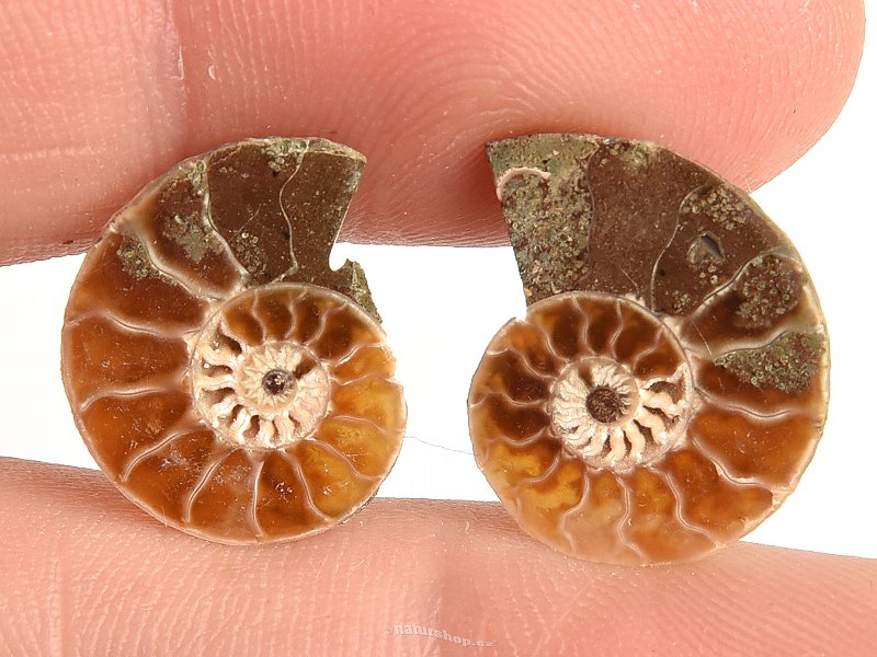 Ammonite selection pair 1.4g