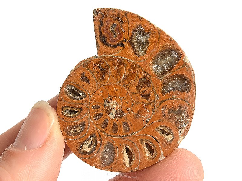 Ammonite one half 23g
