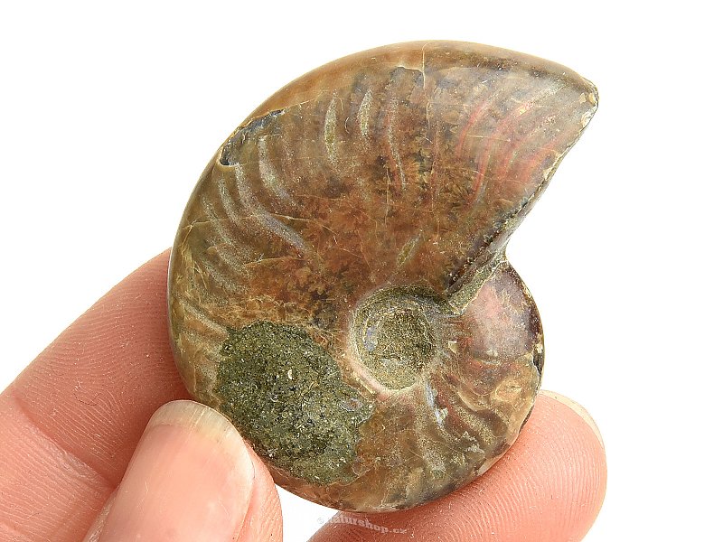 Collection ammonite 21g in total