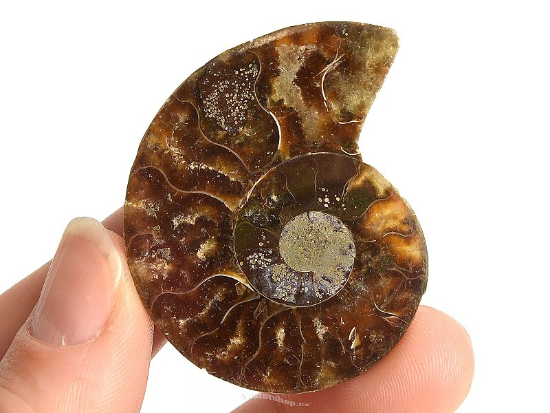 Ammonite collection half 13.6g