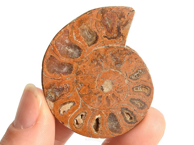 Ammonite one half 16.3g