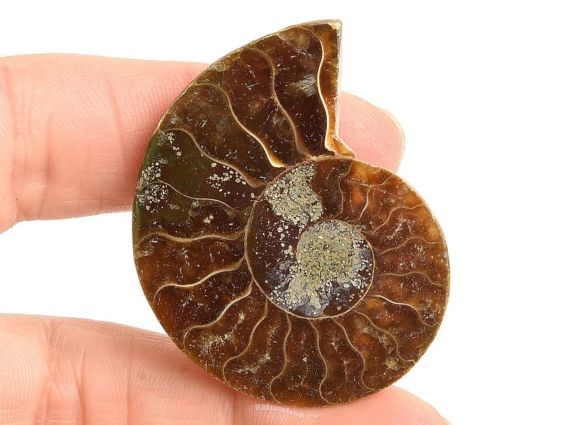 Ammonite for collectors half 11.4g