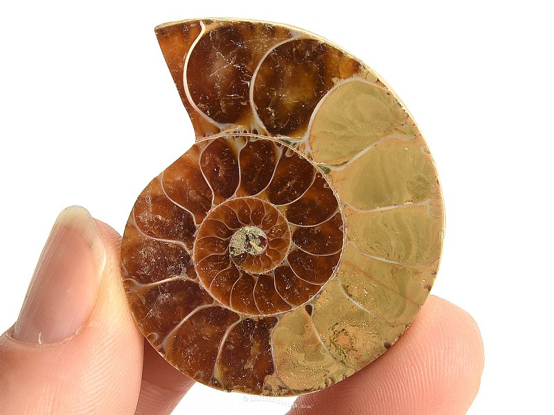 Ammonite one half 19.4g