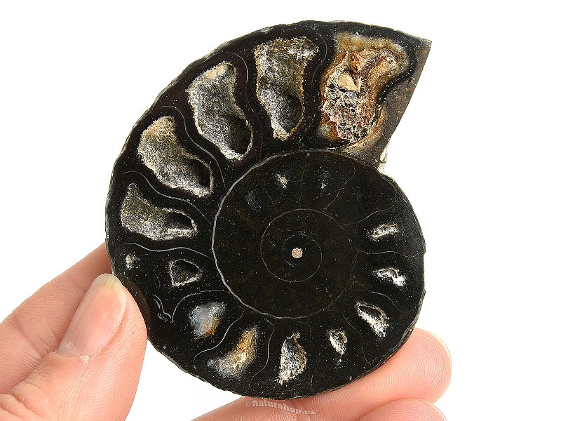 Ammonite one half 46g