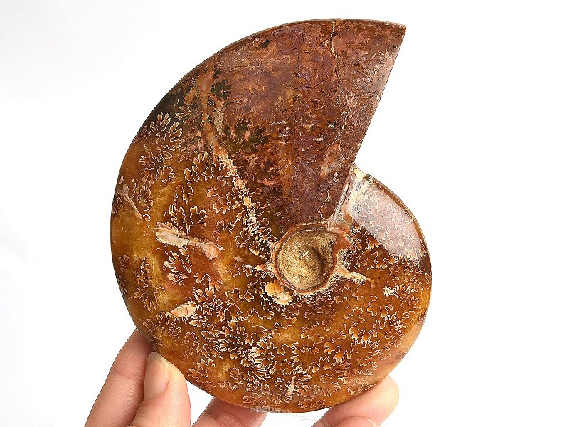 Selected ammonite 459g in total