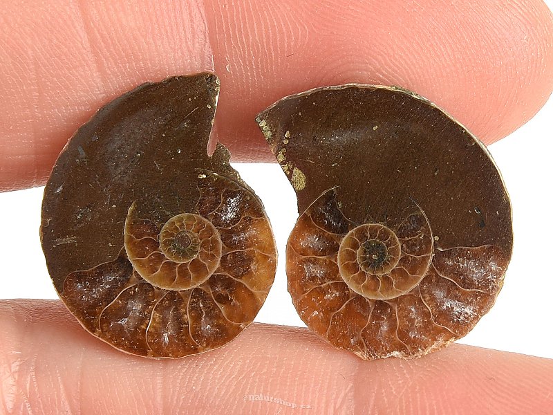 Ammonite selection pair 3.7g