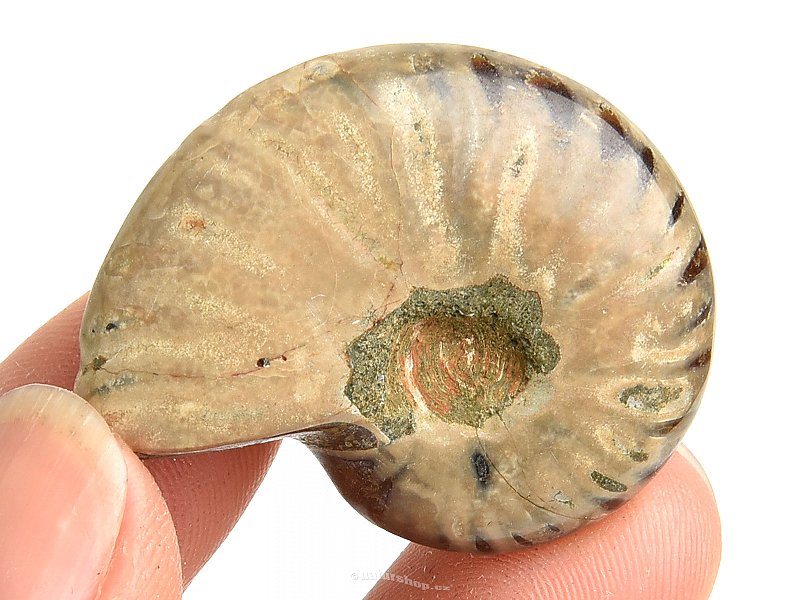 Collection ammonite 14g in total