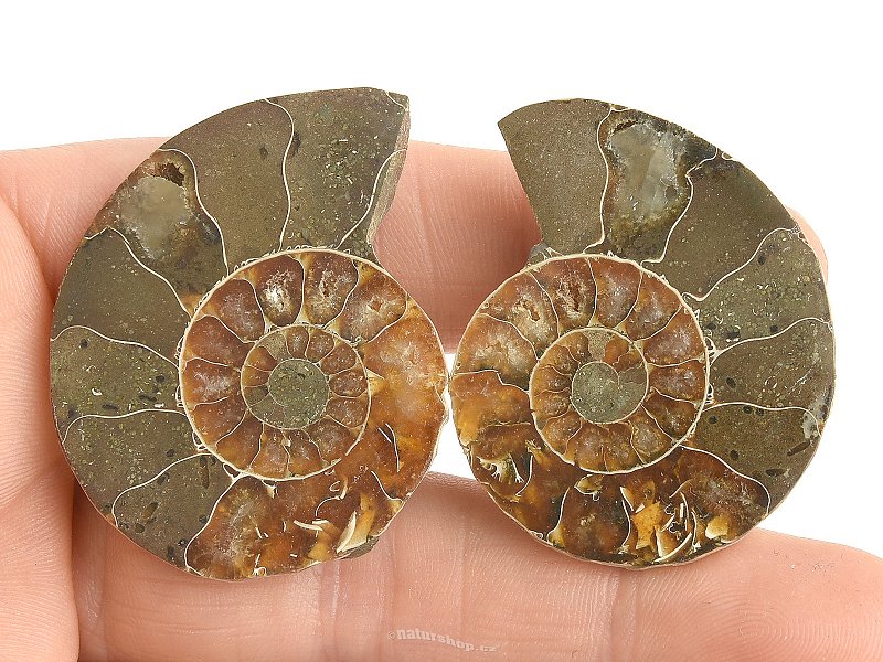 Collectable ammonite pair 23.3g