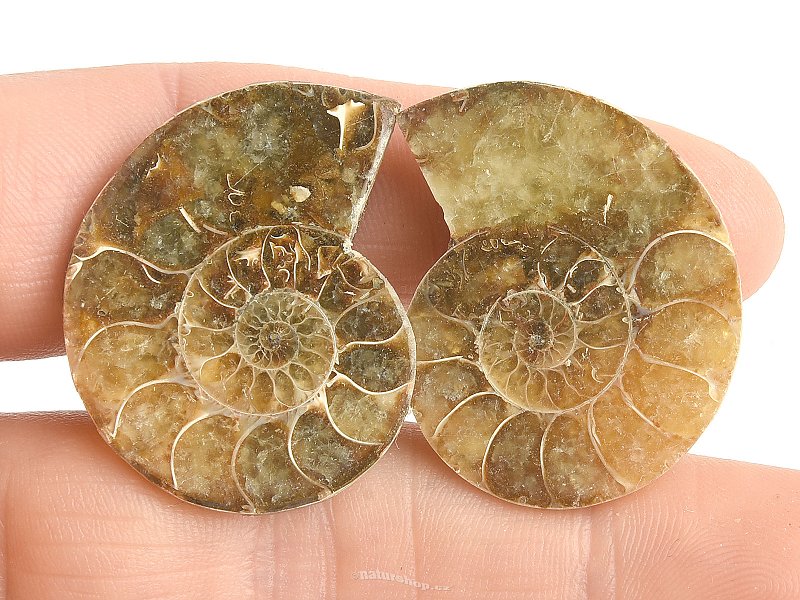 Collectable ammonite 15.3g pair