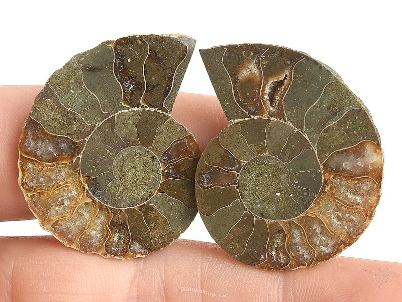 Collectable ammonite pair 16.3g