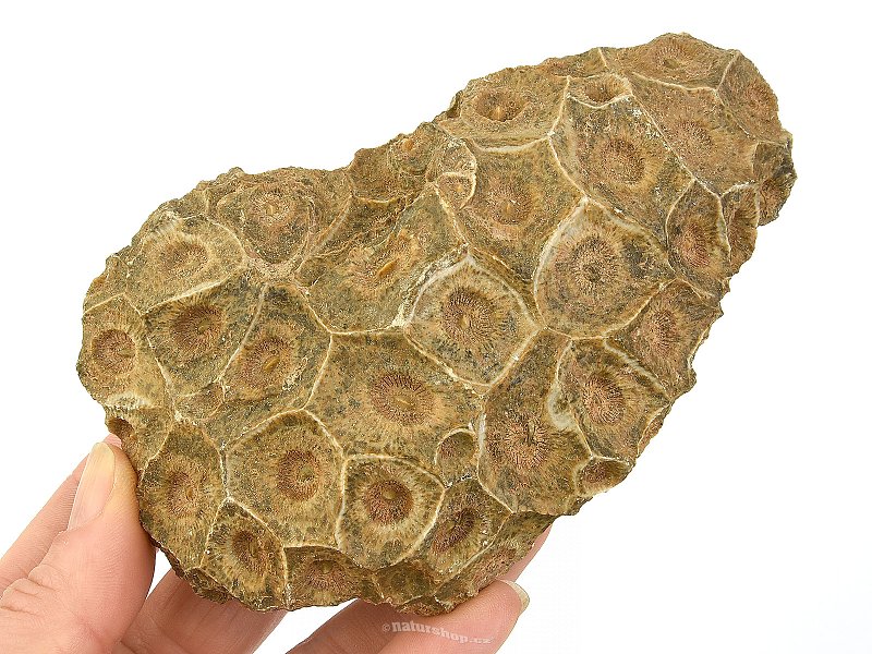 Fosilní korál z Maroka 394g