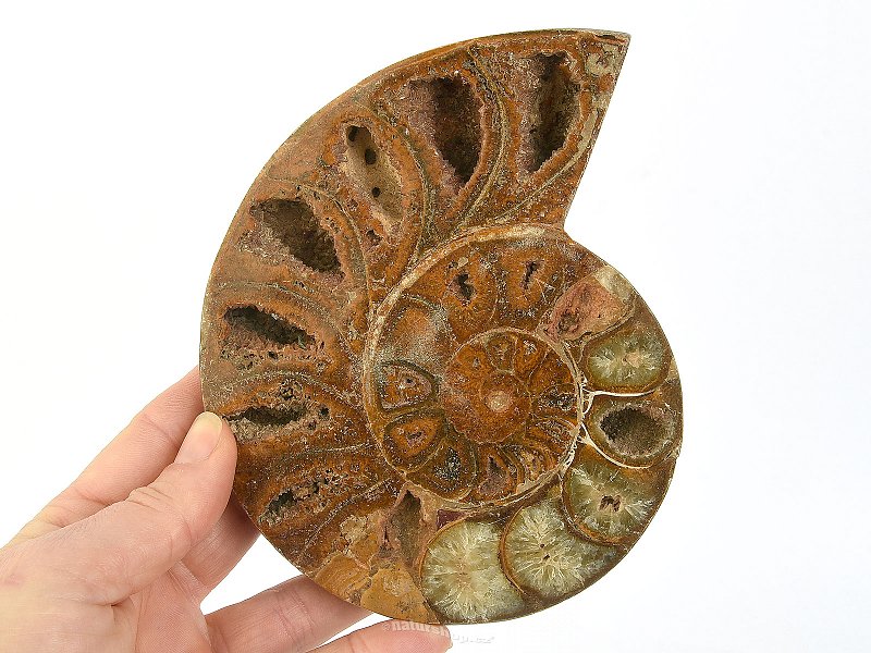 Ammonite half for collectors 420g