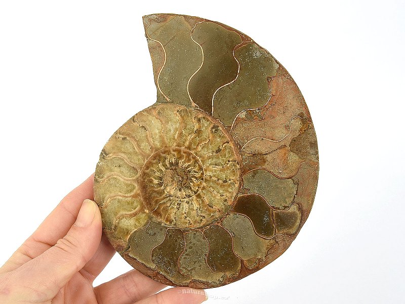 Ammonite half for collectors 284g