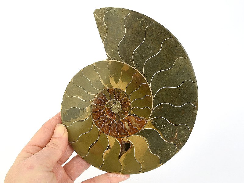 Ammonite half for collectors 633g