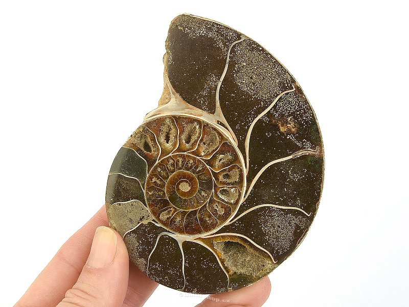 Ammonite half for collectors 259g