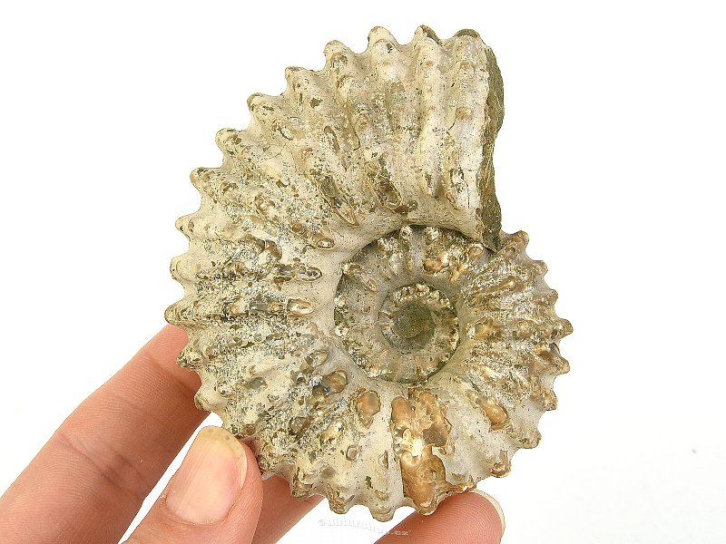 Ammonite tractor from Madagascar 243g