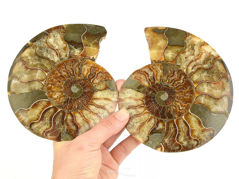 Ammonite pair 738g