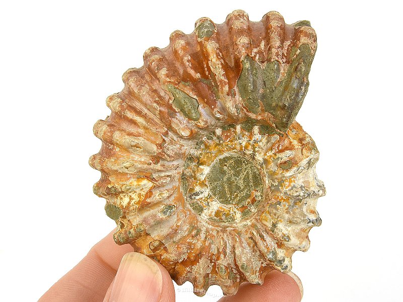 Ammonite tractor from Madagascar 138g