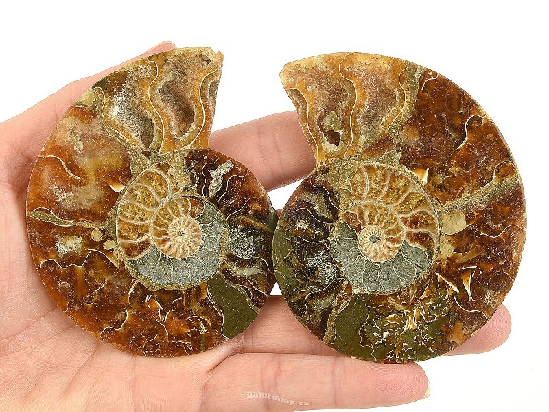 Ammonite pair 122g