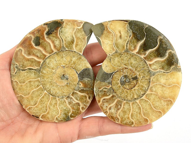 Ammonite pair 158g