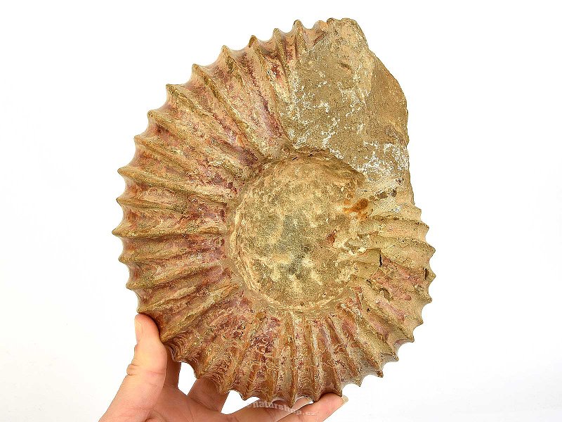 Ammonite tractor extra large from Madagascar 3757g