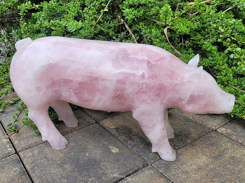 Rozenín pig (Brazil) 14.8 kg