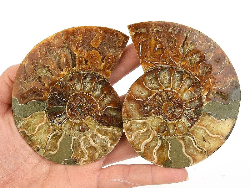 Ammonite pair 183g