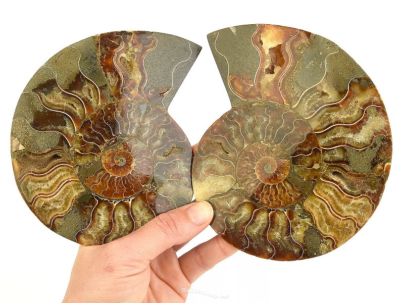 Ammonite pair 639g