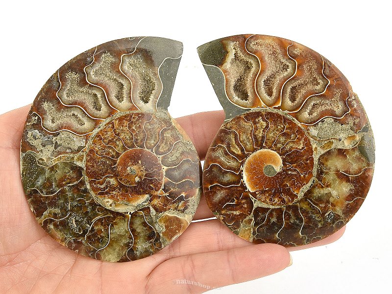 Ammonite pair 143g