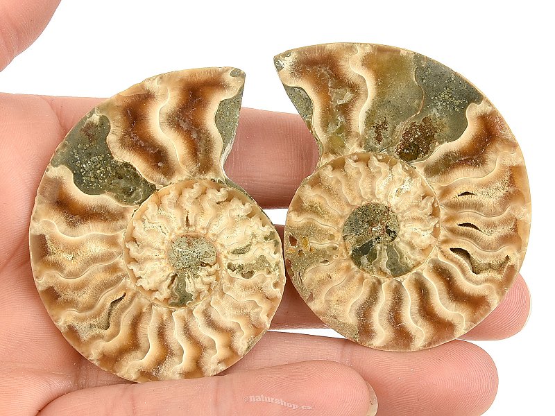 Ammonite pair 36g