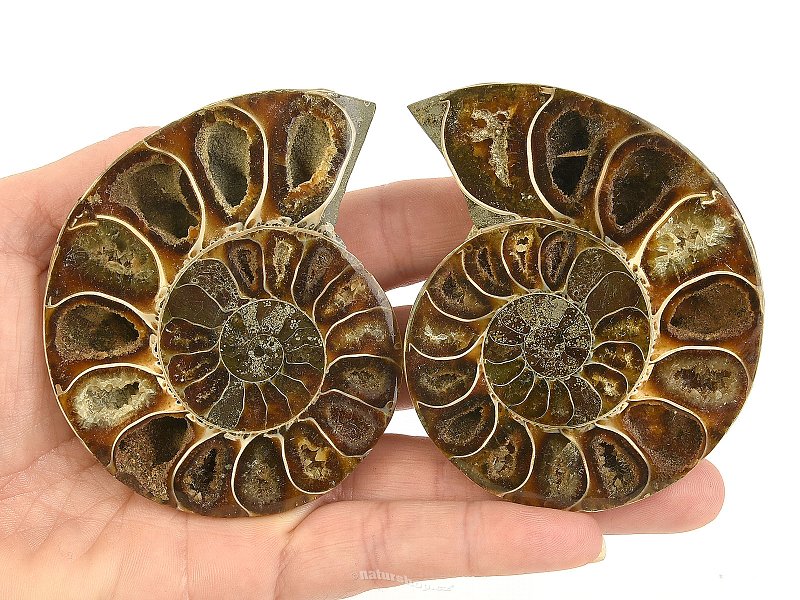 Ammonite pair 189g