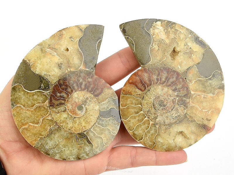 Ammonite pair 212g