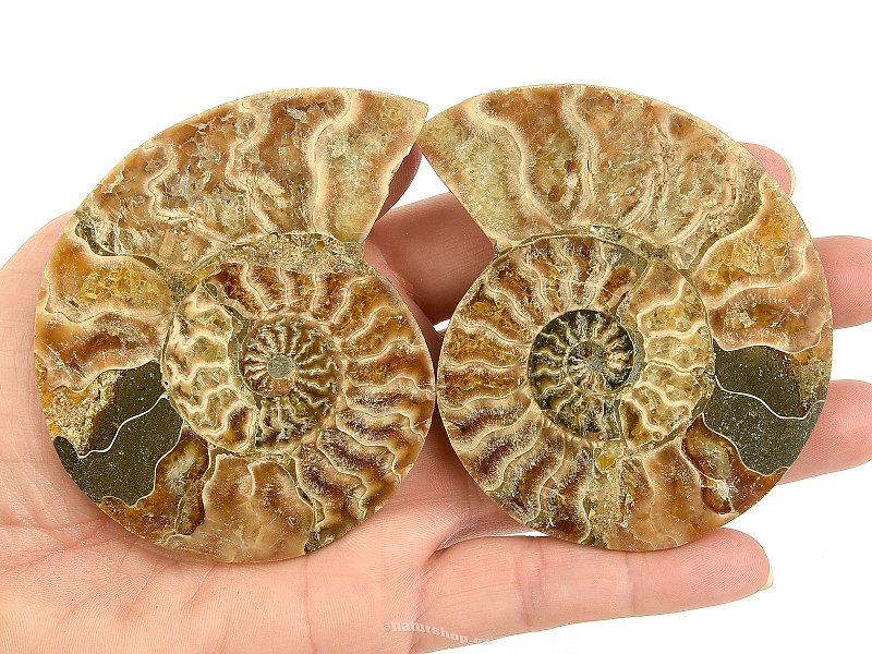 Ammonite pair (122g)