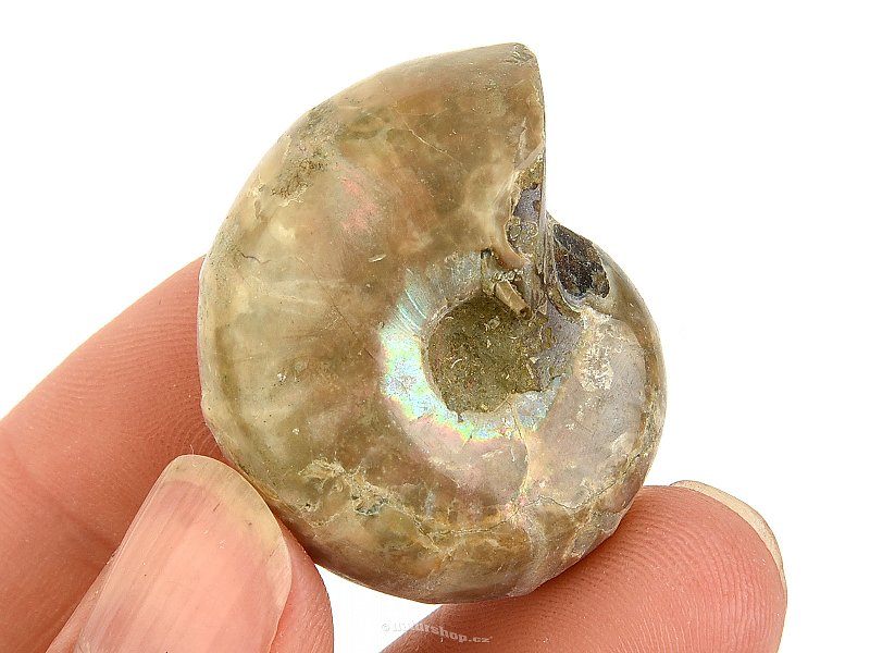 Ammonite whole with opal luster 21g from Madagascar