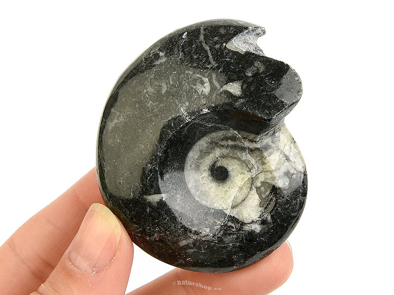 Goniatite fossil from Morocco 80g